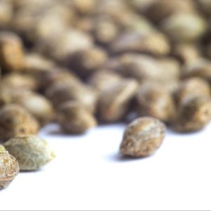 Comprare semi femminizzati autofiorenti