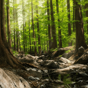 migliori semi cannabis