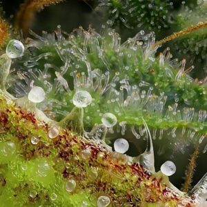 trichome coltivazione