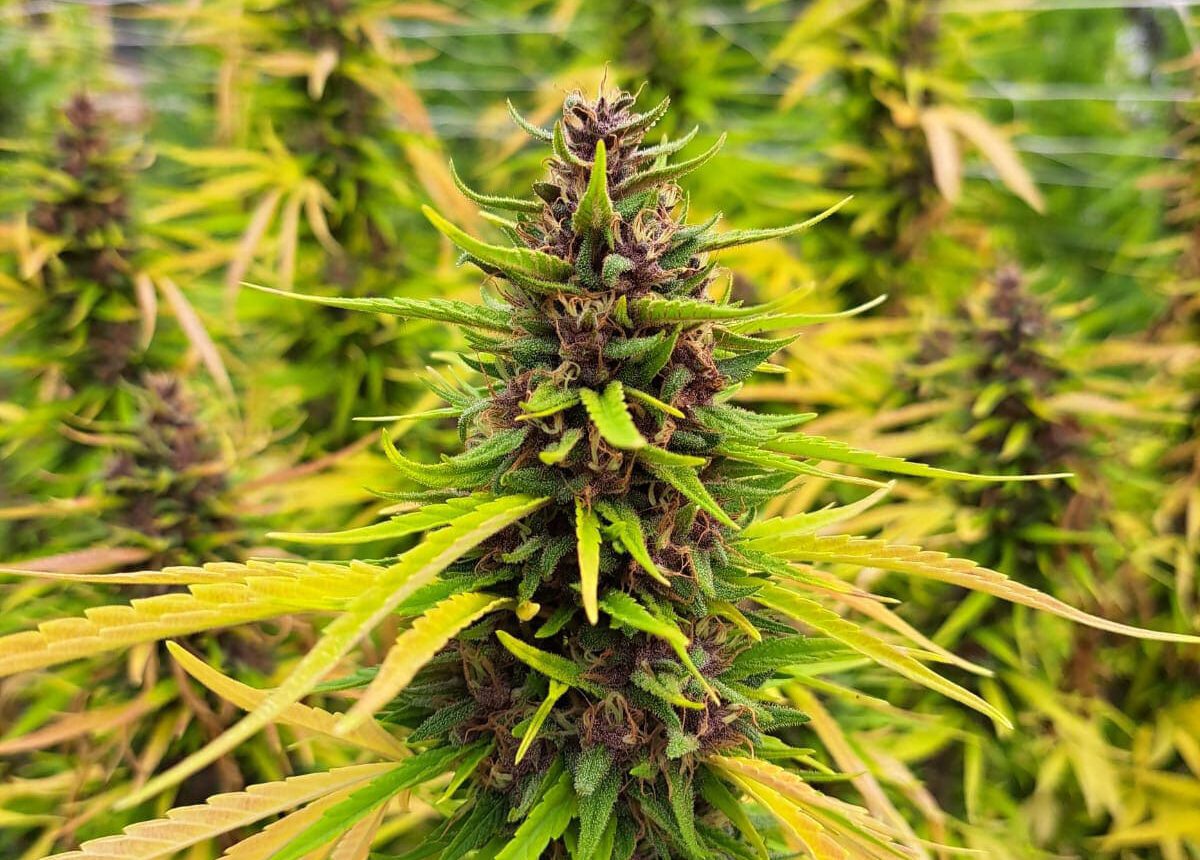 Vendita di Kaori sativa