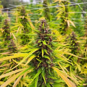 Vendita di Kaori sativa