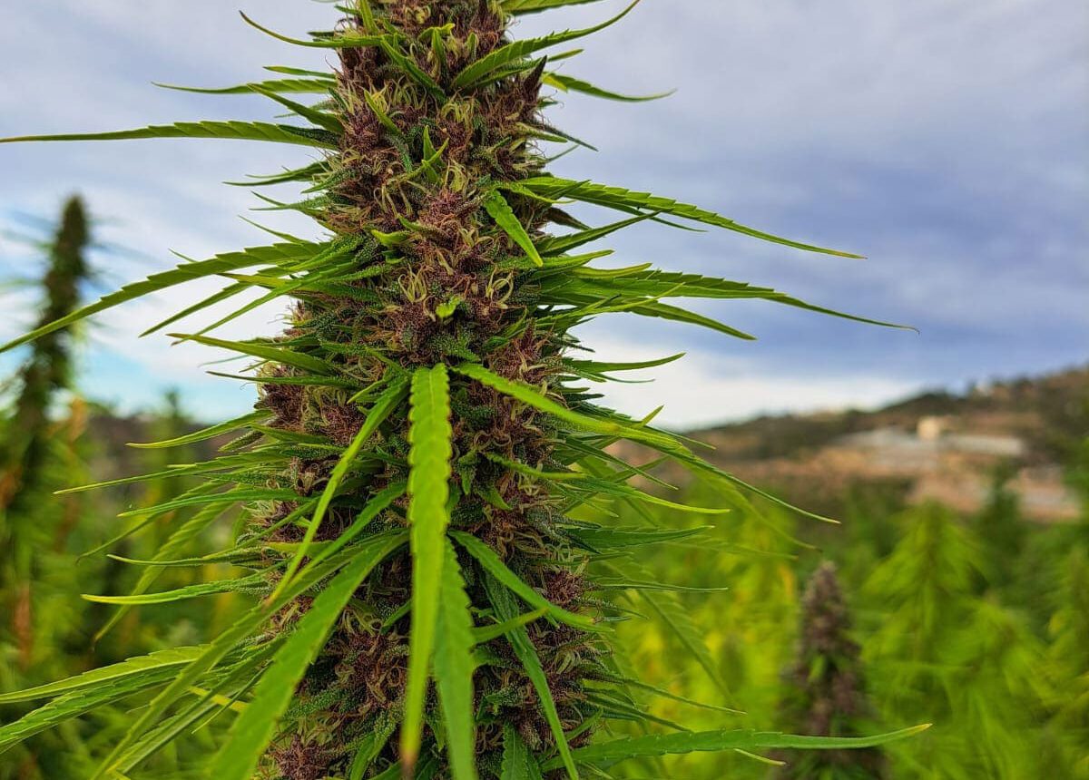 Vendita di Kaori sativa