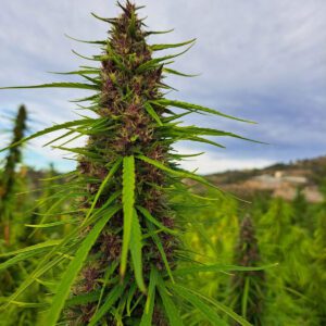 Vendita di Kaori sativa