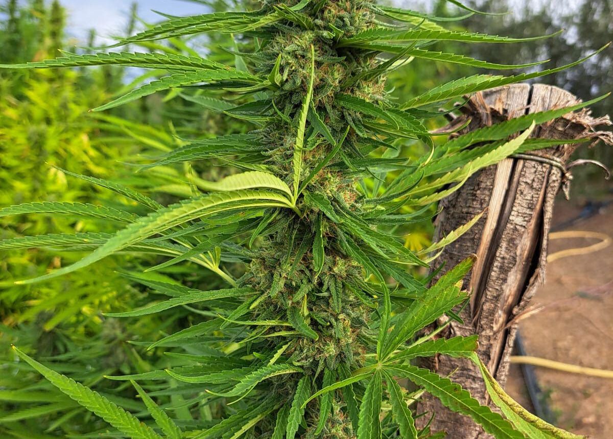 Vendita di Kaori sativa