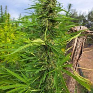 Vendita di Kaori sativa