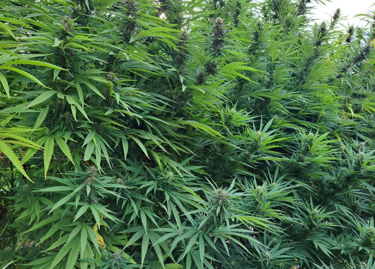 Vendita di Kaori sativa