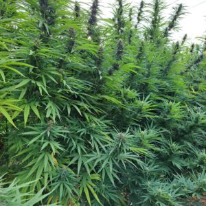 Vendita di Kaori sativa