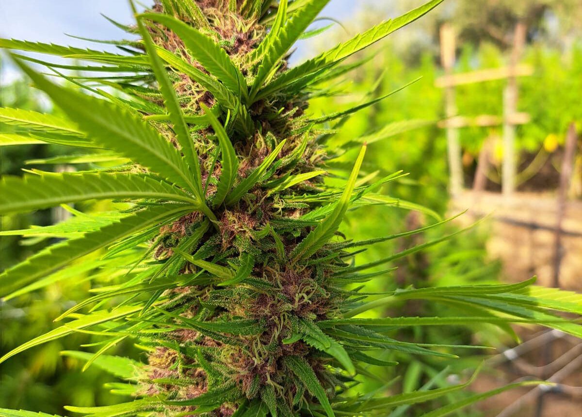 Vendita di Kaori sativa