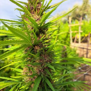 Vendita di Kaori sativa