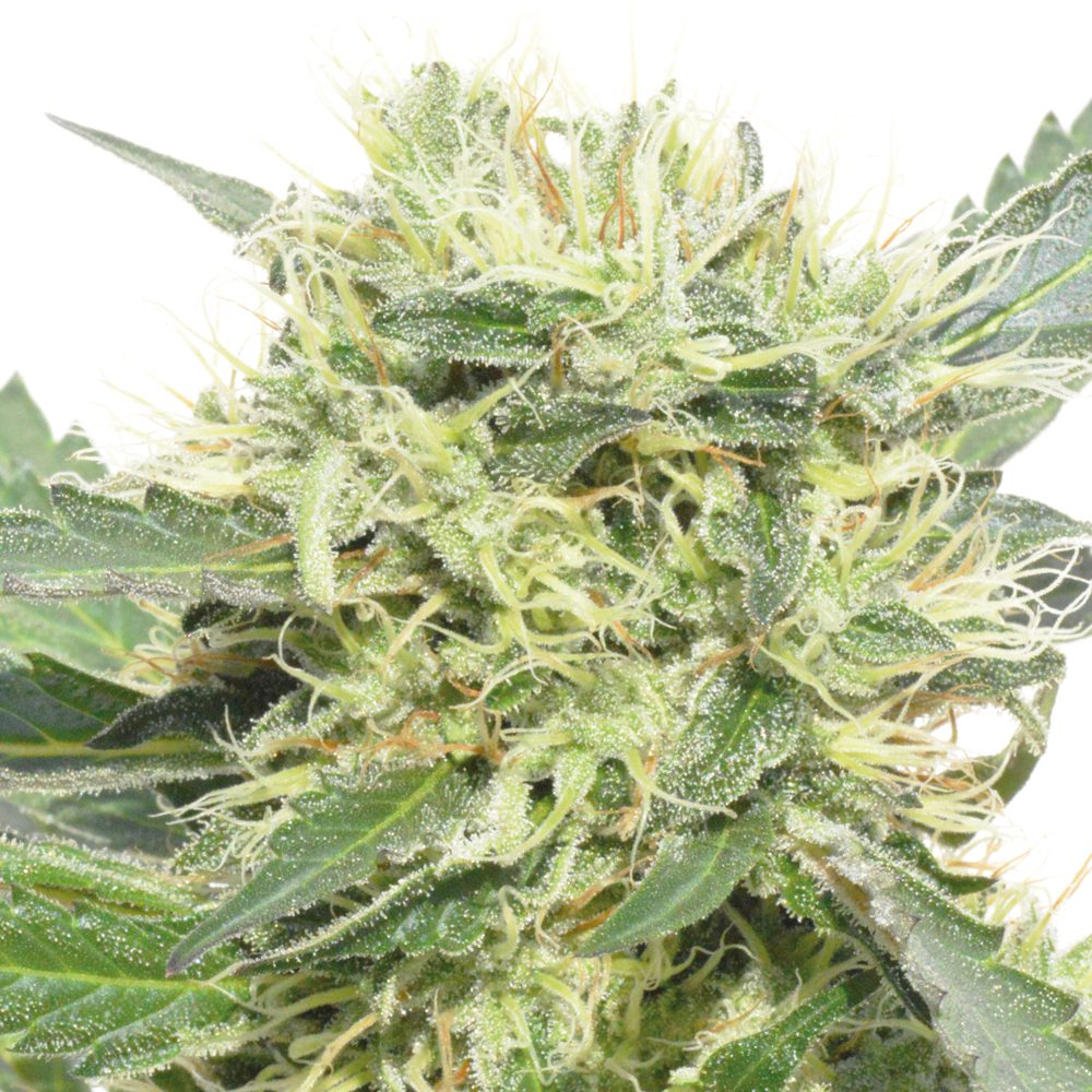 LARRY OG AUTOFIORENTE