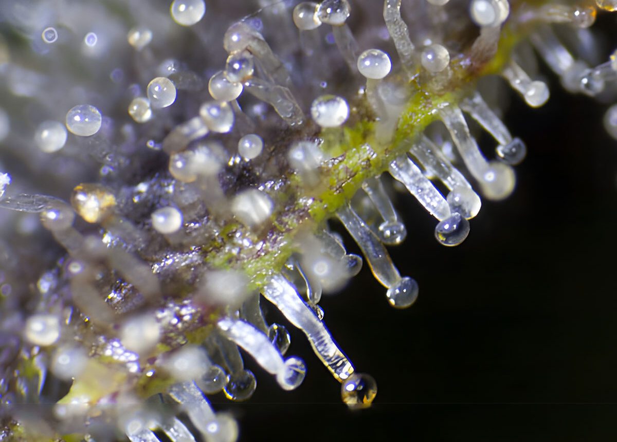 trichomes coltivazione
